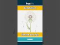 dandelion - diente de león video thumbnail