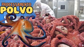 Processamento de POLVO na fábrica de alimentos - Como é feito!