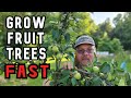 How to Quickly Grow Fruit Trees in the Backyard Orchard
