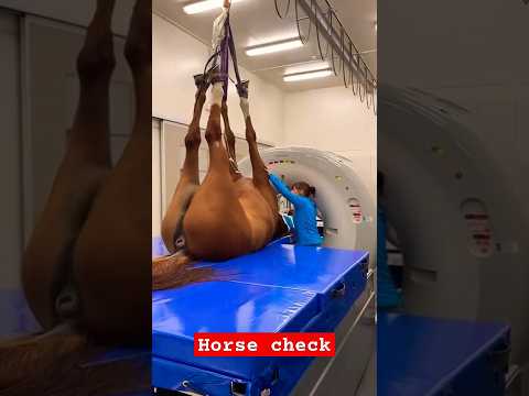 Horse check machine - smart Horse #shorts #horse #viralshorts #trendingshorts #shortsvideo