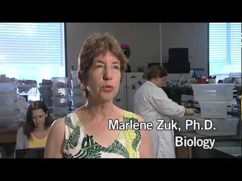 UCR Prof. Marlene Zuk on Her Book and Sex in the Insect World