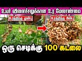 நிலக்கடலை சாகுபடி விதை முதல் அறுவடை �