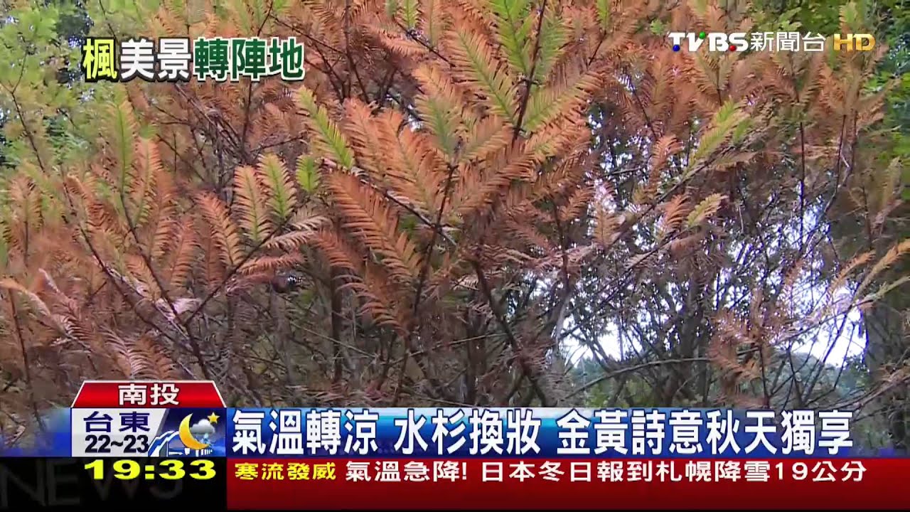 氣溫轉涼！水杉換妝　金黃詩意秋天獨享
