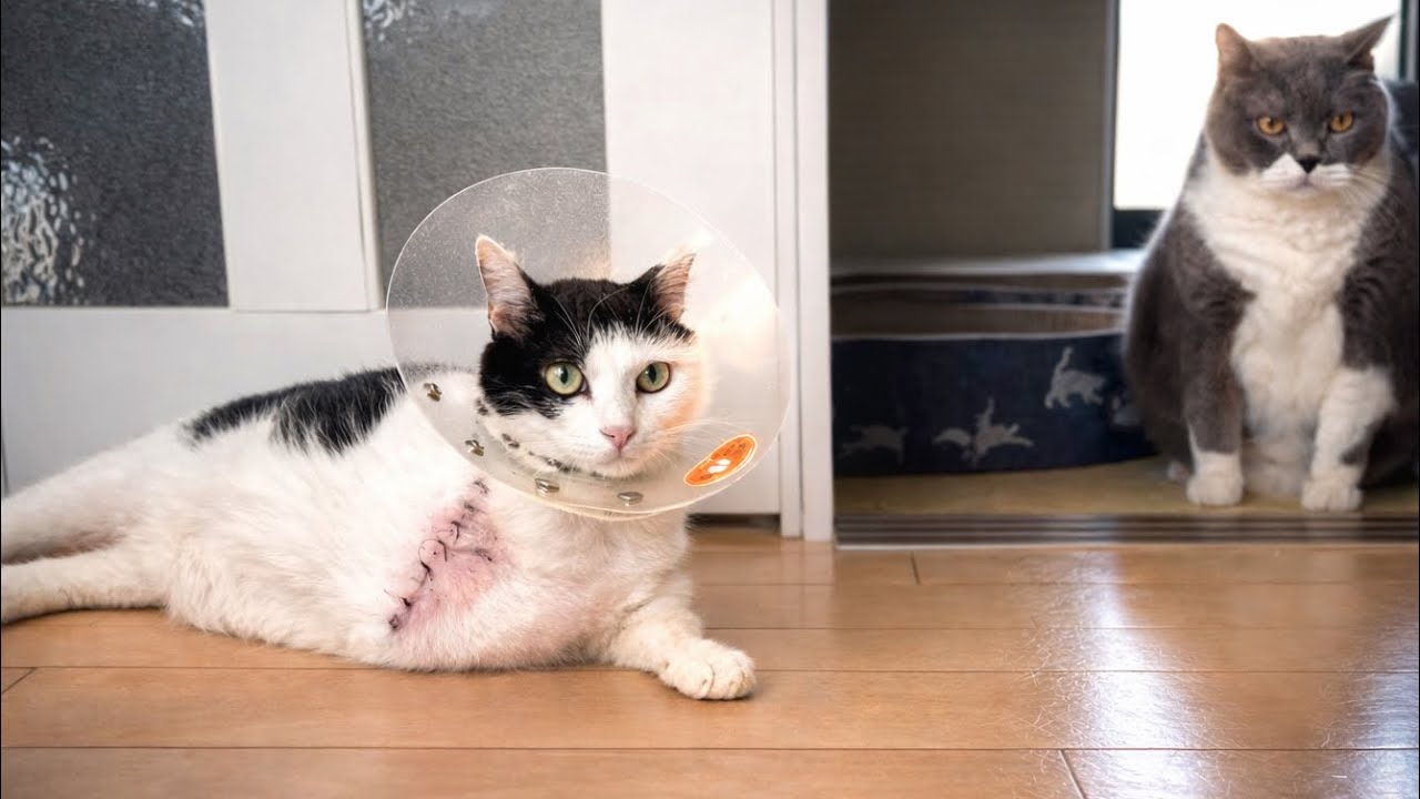 【奇跡】転移していませんでした。