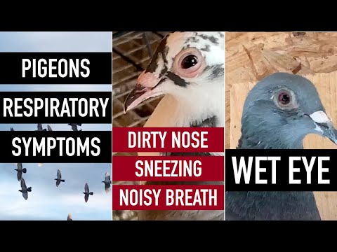 , title : 'Pigeons Respiratory Symptoms: Inflamed Wet Eye, Dirty Nose, Sneezing, Noisy Breath'