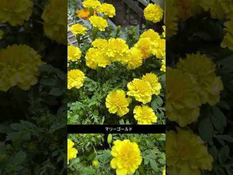 あなたの庭に彩りを添える最も美しい多年草の黄色い花  庭園