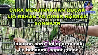 Download lagu Cara menjinakkan burung. cucak ijo bahan. Dan cara perawatan agar cucak ijo cepat jinak dan gacor mp3 Download lagu Cara menjinakkan burung. cucak ijo bahan. Dan cara perawatan agar cucak ijo cepat jinak dan gacor mp3