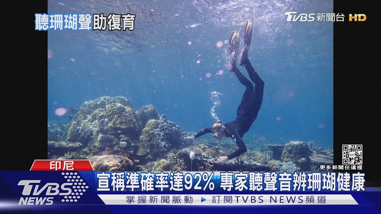 幫珊瑚「聽」診! 英海洋學家用AI辨識珊瑚健康