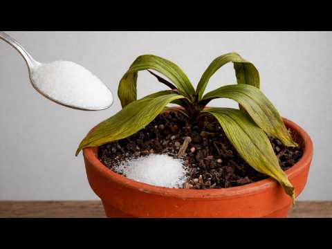 How to Revive Any Dying Orchid with One Simple Trick 100% Effective.