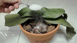 How to Revive Any Dying Orchid with One Simple Trick 100% Effective.