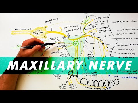 Trigeminal Nerve Anatomy - The Maxillary nerve