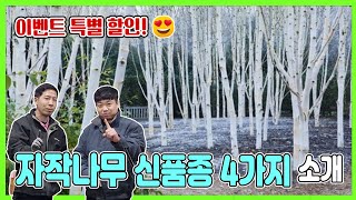 (특별 할인 이벤트) 고급 스럽고 특별한 나만의 정원을 위한 필수 조경나무 자작나무 신품종 4가지 소개! #…