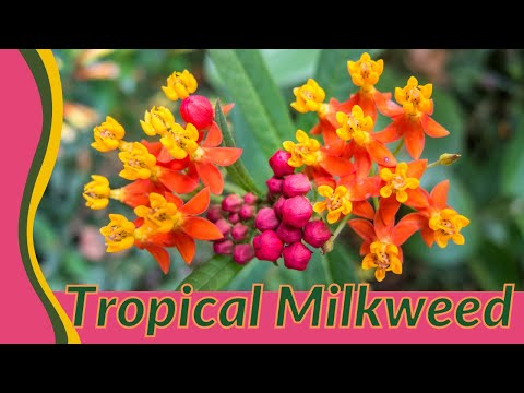 Asclepias curassavicaについて詳しく解説