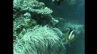 宮古島ファンダイブ