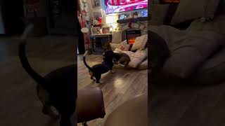 Video preview image #1 Basset Hound Puppy For Sale in Deepwater, NJ, USA