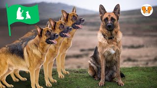 5 Most Trainable Dog Breeds (Master Training Techniques)