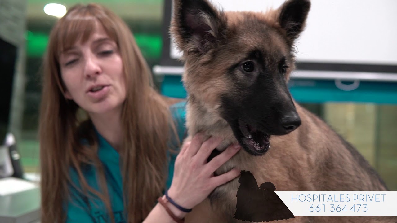 Watch CHULA, una PERRITA EN ADOPCIÓN. Adoptar perro en Madrid. Gracias por compartir Now CHULA, una PERRITA EN ADOPCIÓN. Adoptar perro en Madrid. Gracias por compartir