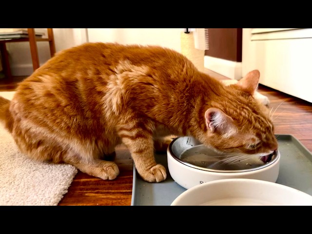 Judge.me YouTube video placeholder