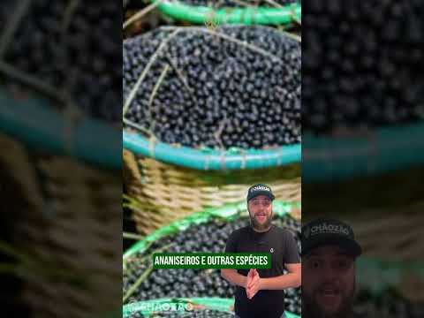 Sítio à venda na Ilha de Marajó (Salvaterra/PA)