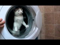 Really Funny Cats In The Washing Machine
