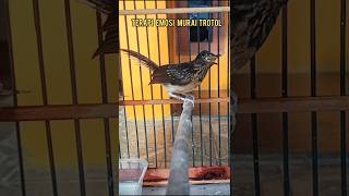 Download lagu Kretekan murai trotol perangsang emosi trotolan cepat bunyi#murai#kretekanmuraitrotol#Shorts mp3 Download lagu Kretekan murai trotol perangsang emosi trotolan cepat bunyi#murai#kretekanmuraitrotol#Shorts mp3