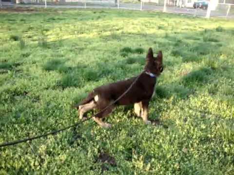 Sophie Anne..... Bailey Jr. X Velvet 04/14/2013