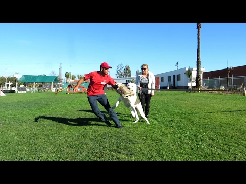 Central Asian Shepherd dog Alabai CAO protection work