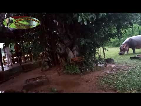 VIENNA UGANDA TOURS - A DAY TIME GRAZING HIPPO