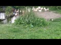 Chilean Flamingos At The Welsh Mountain Zoo