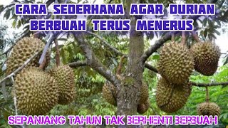 Download lagu cara sederhana agar durian berbuah terus menerus sepanjang tahun mp3