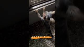 #ペット #ヨークシャーテリア #犬のいる暮らし #犬