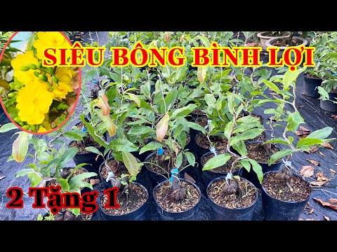 ☎️ 0353832312 Nhi ☎️⭐️ Siêu Bông Bình Lợi 2 Cây Tặng 1