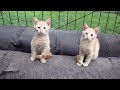 Orange Kittens With Black Cats