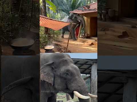 25 മരണങ്ങൾക്ക് പിന്നിലെ ആനയുടെ കഥ! 😱 #elephant  #Chitwan #Dhurbe #KillerElephant #shorts #shortsfeed