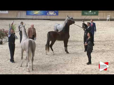 Deauville Arabian Cup 2016 - Special Awards