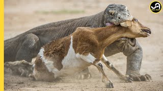 Komodo Ejderi: Acımasız Avcı  Avlarını Canlı