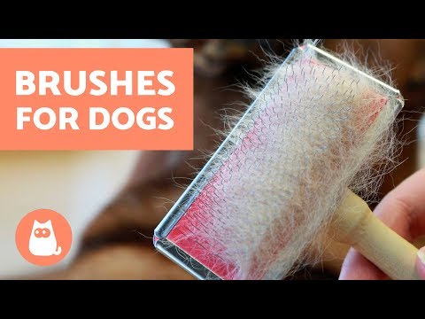 image-How often should you brush a Brittany spaniel?