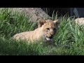 African Lion Cub Makes Debut At Lincoln Park Zoo