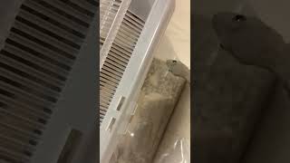何回も見てしまうニホンヤモリの動画がこちら🤦‍♂️