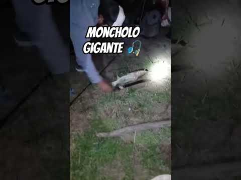 Los Moncholos GIGANTES de San Justo - Santa fe 🇦🇷🤝🏻🎣