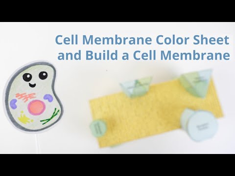 Cell Membrane Coloring Worksheet