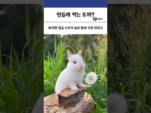 민들레 먹는 토끼?