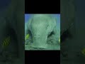 Dugongo, la vaca marina, sirenio, Dugong dugon