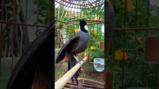 Download lagu Poksay Jogja Yono Jakabara Kamera Tempel Sangkar 1 mp3