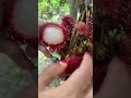 Belah Rambutan Binjai Rambutanfruit