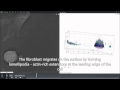 Cell Migration In Fibroblast