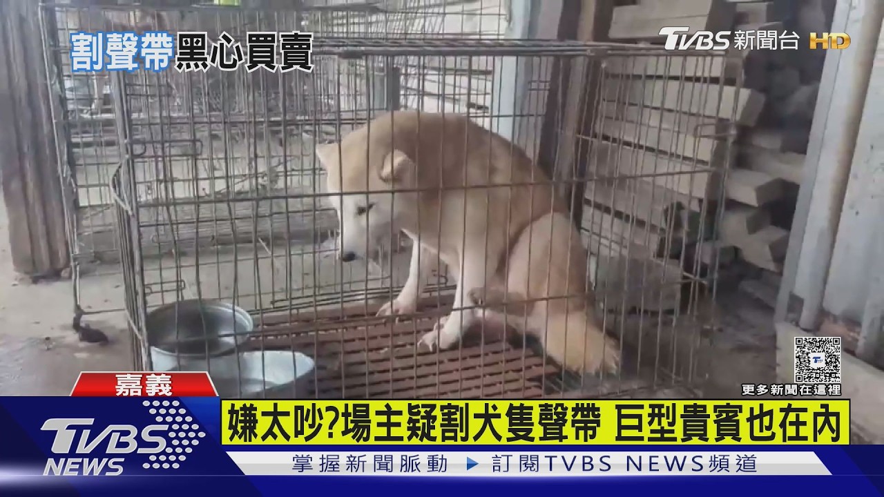 影音/嘉義黑心繁殖場破獲!63品種犬疑「聲帶遭割」 飼主:不知情