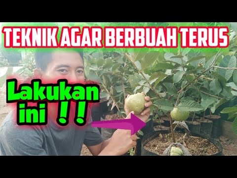 Cara Membuahkan Jambu Kristal Terus Menerus Dalam Pot