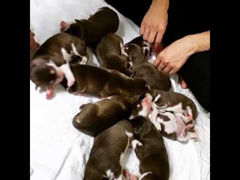 (제이제이씨씨) #JJCC -stagram Official *12 New-Born Puppies !