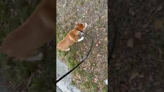 Video preview image #1 Unknown-pomeranian spitz Mix Puppy For Sale in Sanford, FL, USA